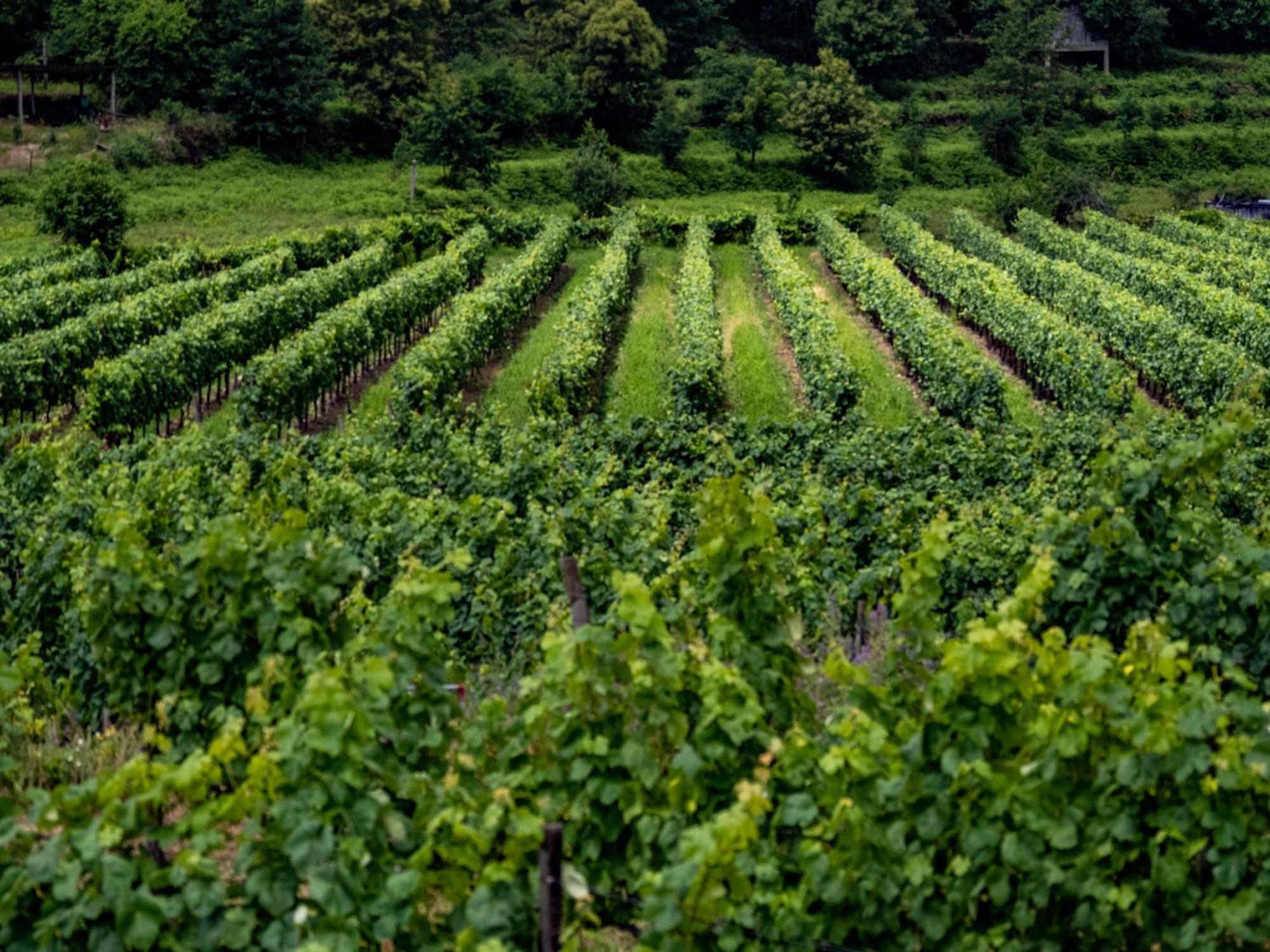 Quinta De Cypriano - Wine & Nature ポンテ・ダ・バルカ エクステリア 写真