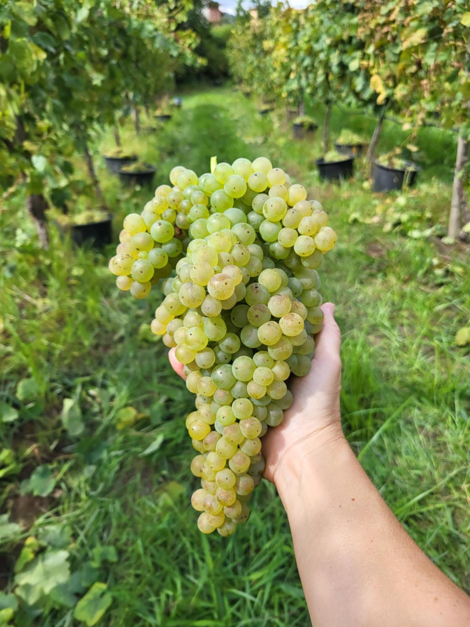 Quinta De Cypriano - Wine & Nature ポンテ・ダ・バルカ エクステリア 写真